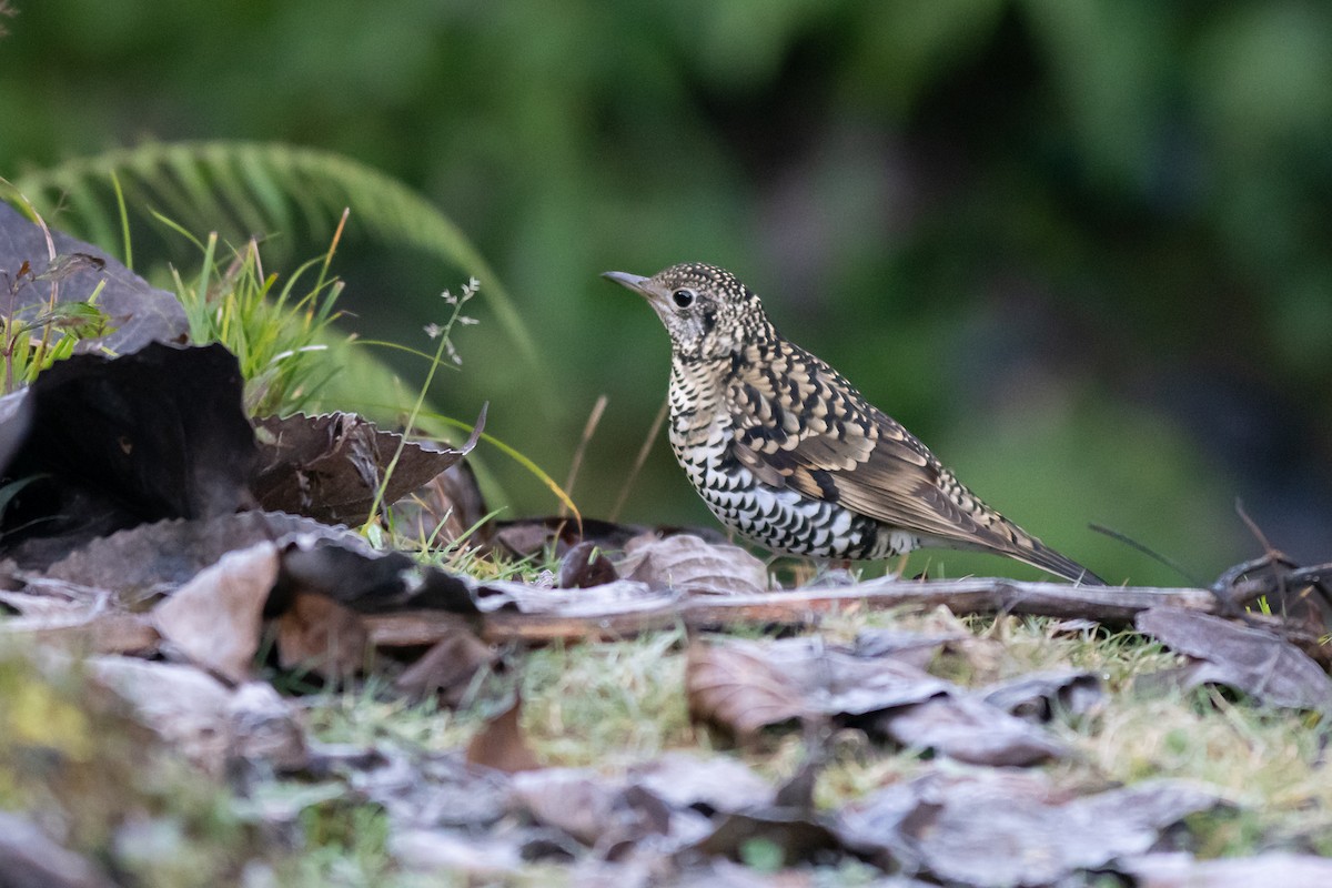 Scaly Thrush - ML200750701