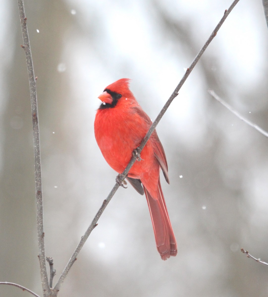 Northern Cardinal - Bradley Anderson