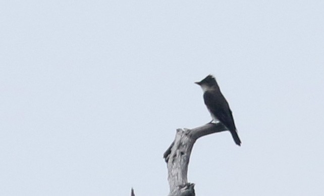 Olive-sided Flycatcher - Jay McGowan