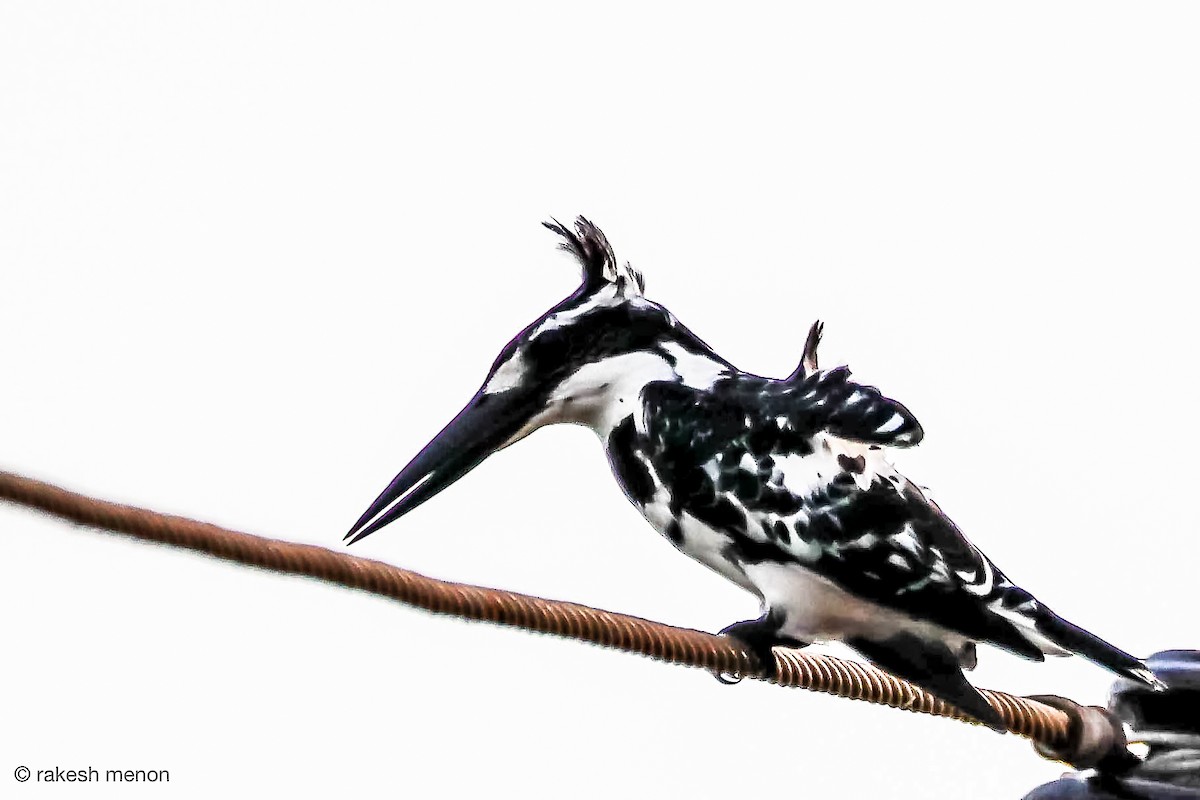 Pied Kingfisher - Rakesh Menon
