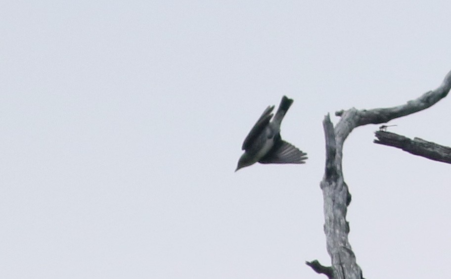 Olive-sided Flycatcher - ML20075211