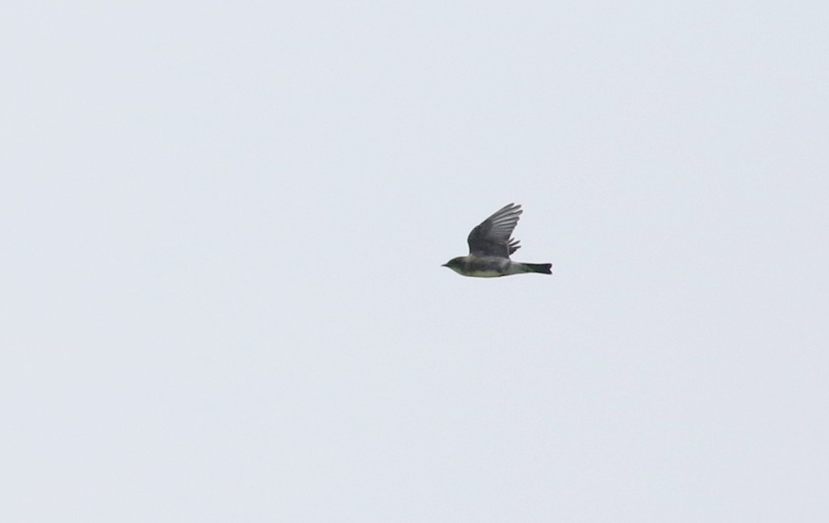 Olive-sided Flycatcher - Jay McGowan