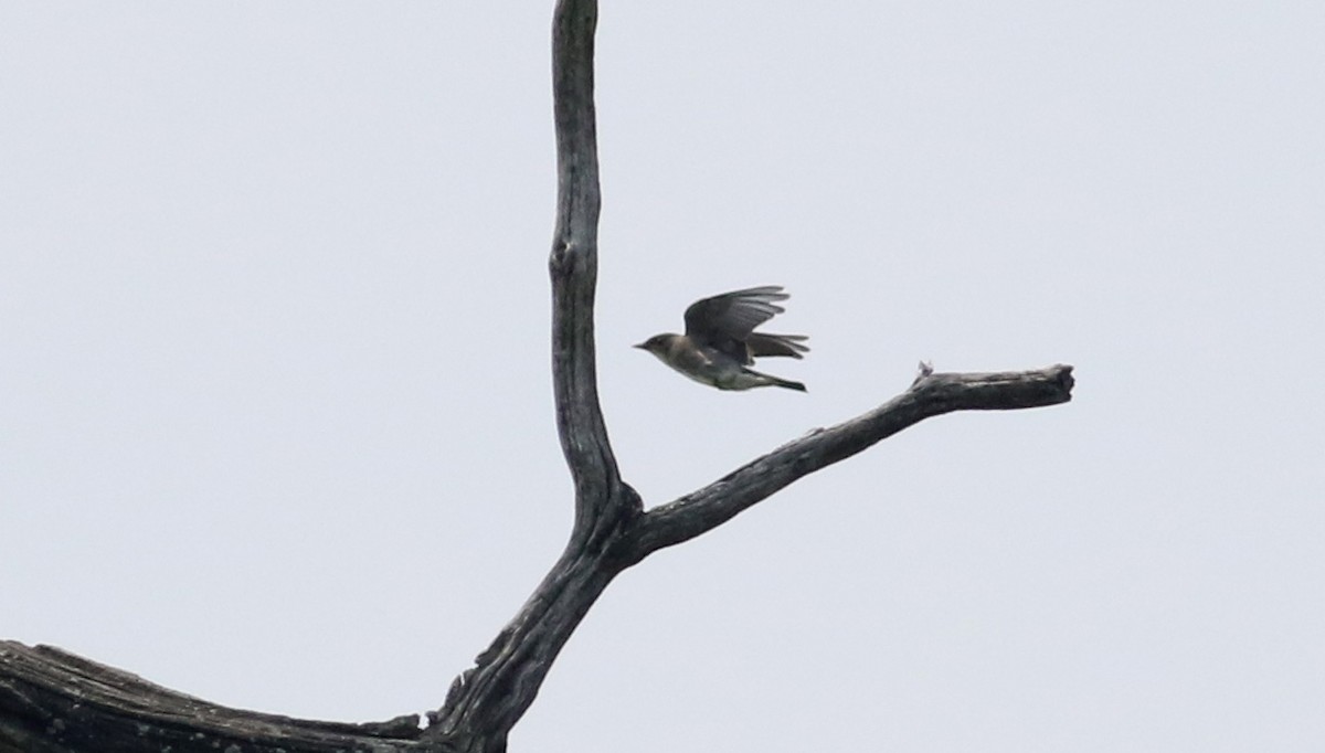 Olive-sided Flycatcher - ML20075231