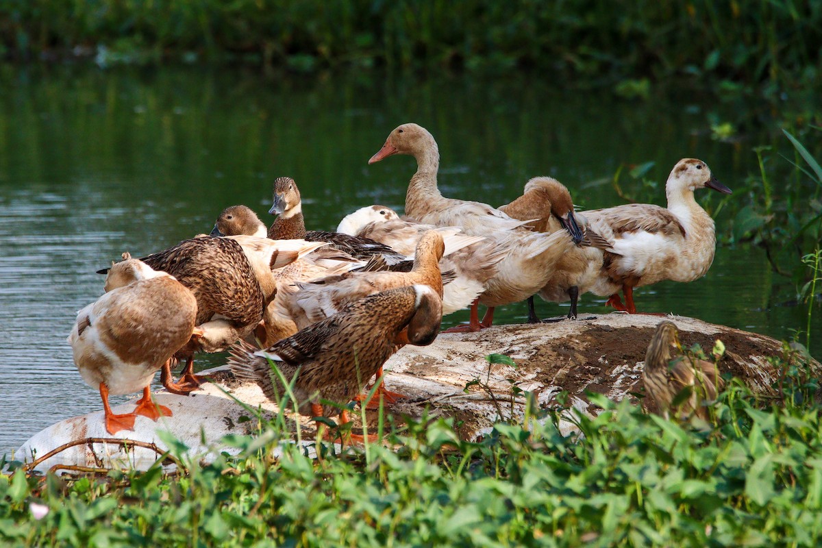 duck sp. - Rakesh Menon