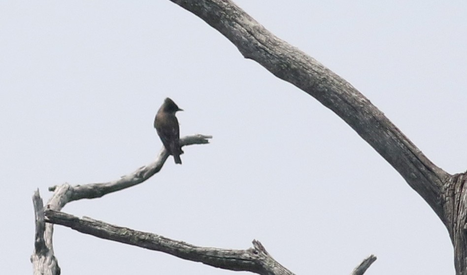 Olive-sided Flycatcher - ML20075261