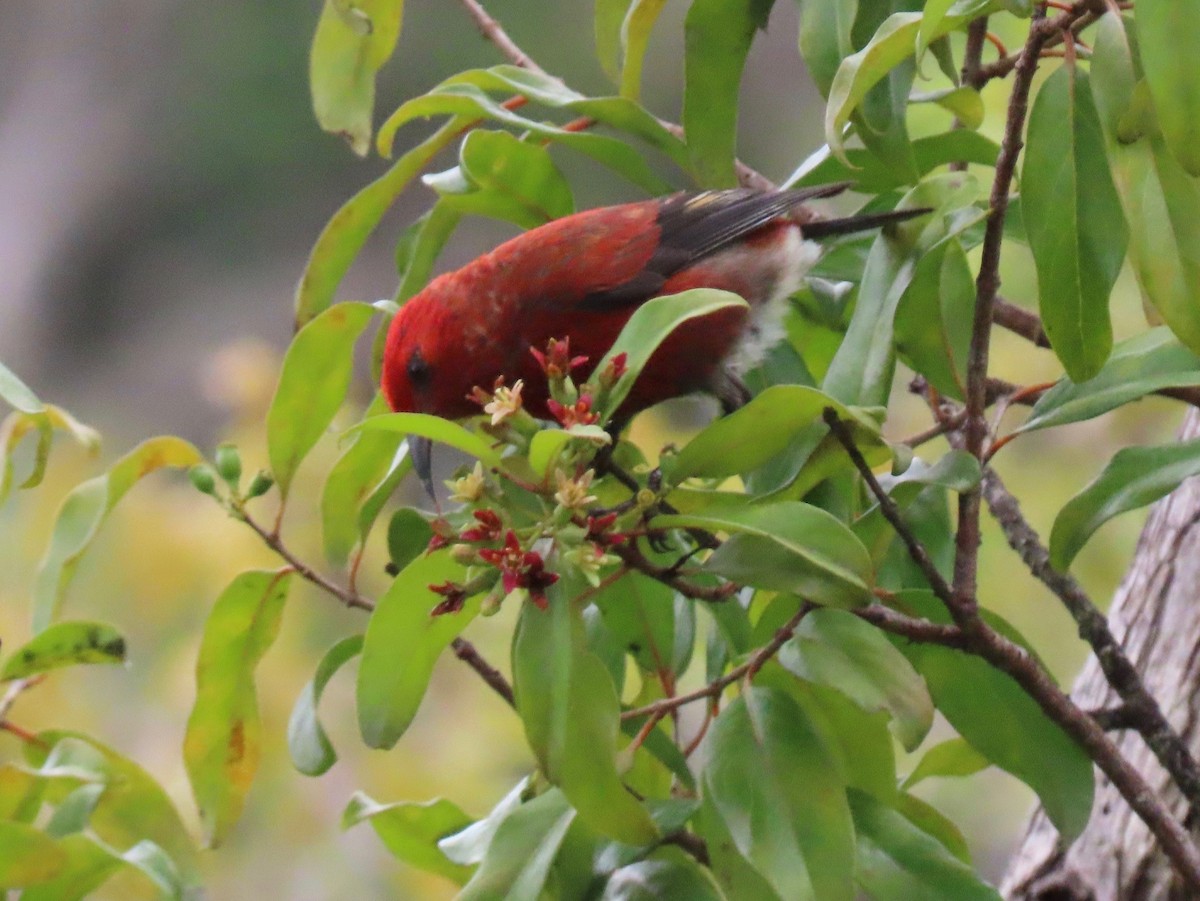 Apapanekleidervogel - ML200753021