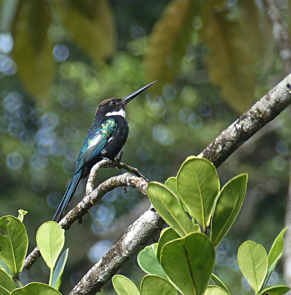 Paradise Jacamar - sylvain Uriot