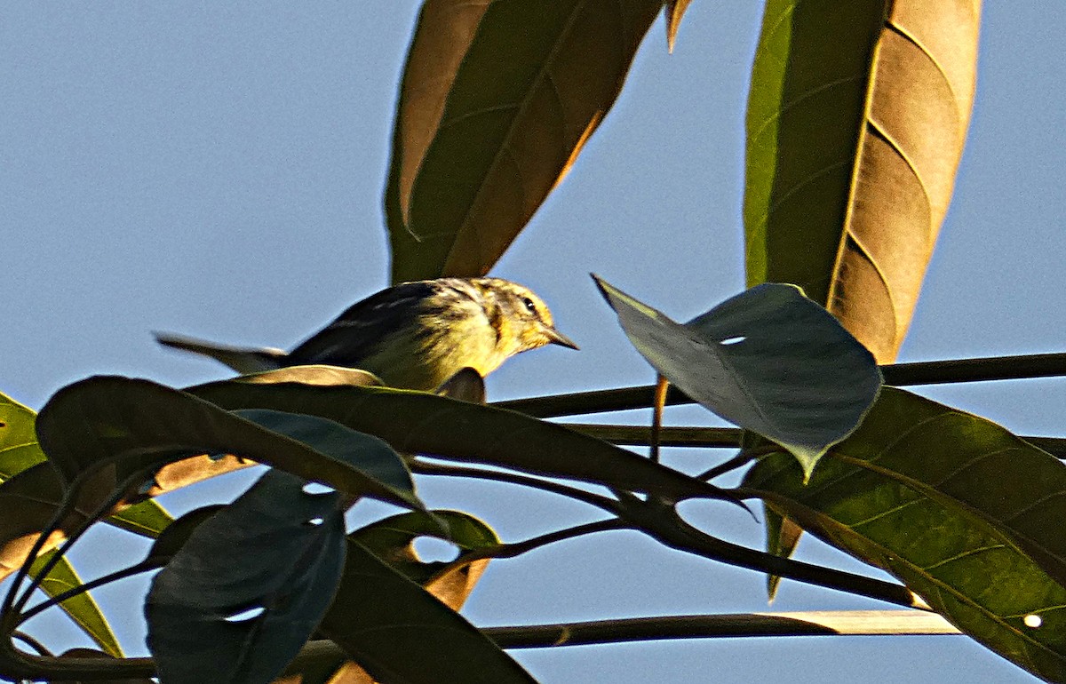 Blackburnian Warbler - ML200754991