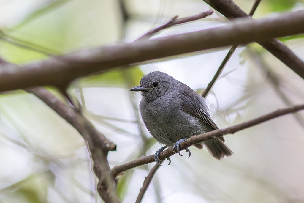 Unicolored Antwren - Marcelo Feliti