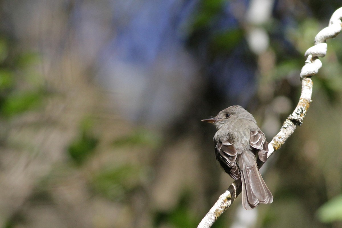 Hispaniolan Pewee - ML20075761