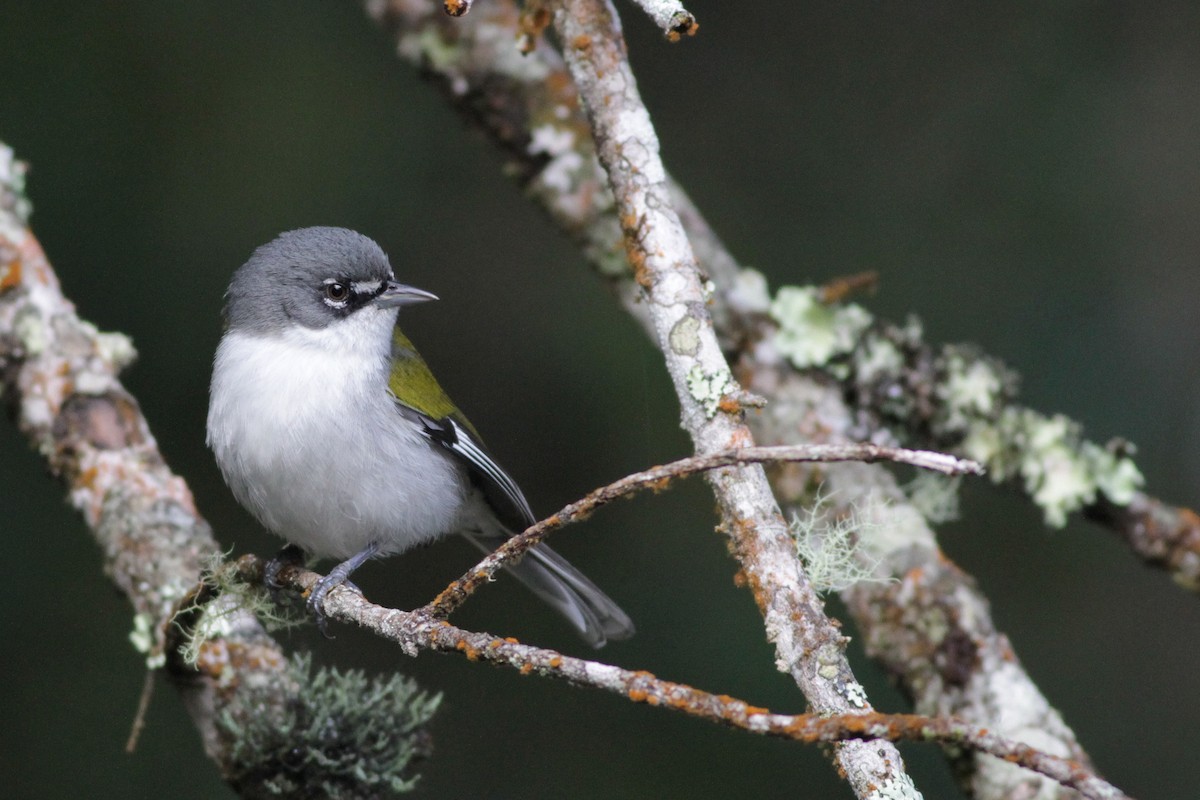 White-winged Warbler - ML20075781