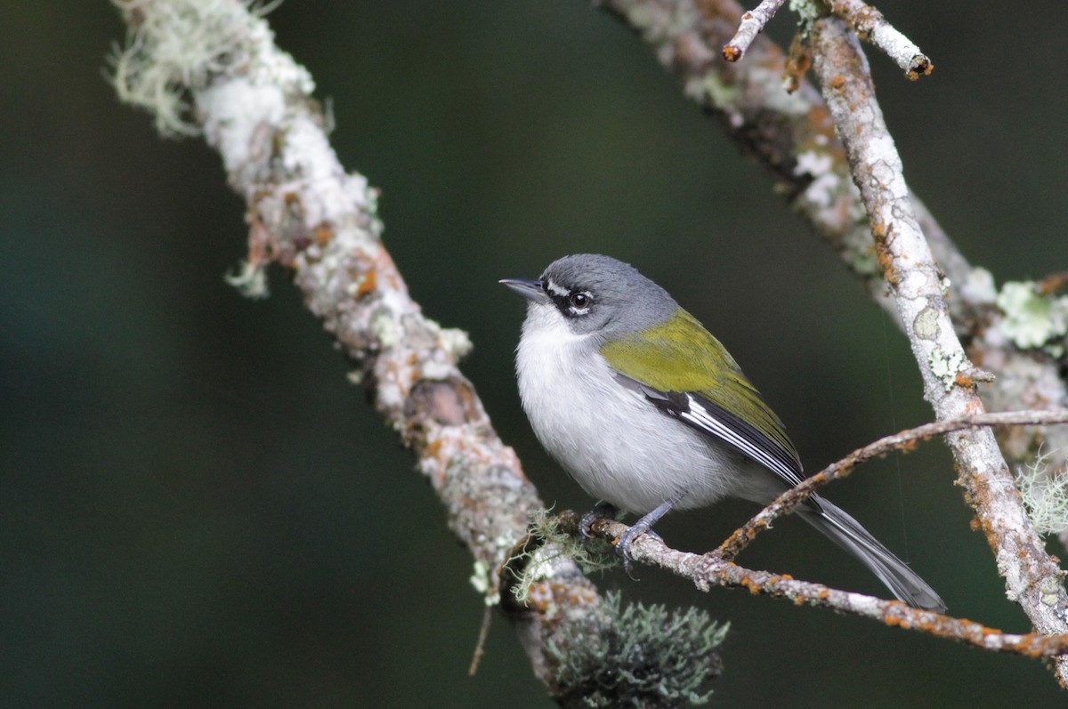 White-winged Warbler - Ian Davies