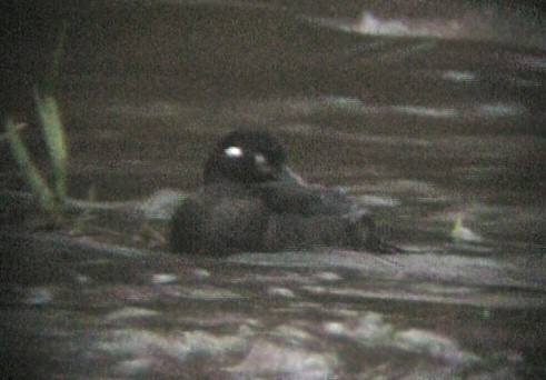 Harlequin Duck - ML200758071