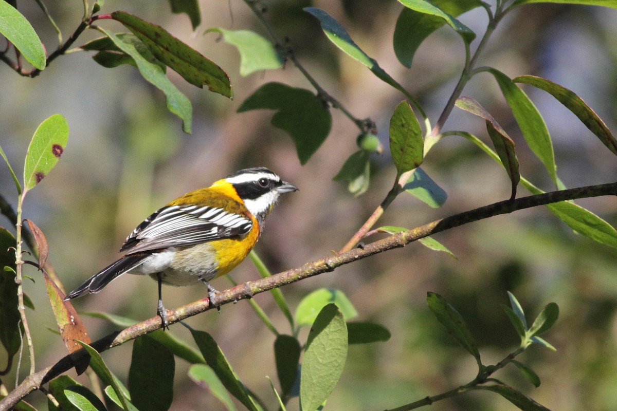 Hispaniolan Spindalis - Ian Davies