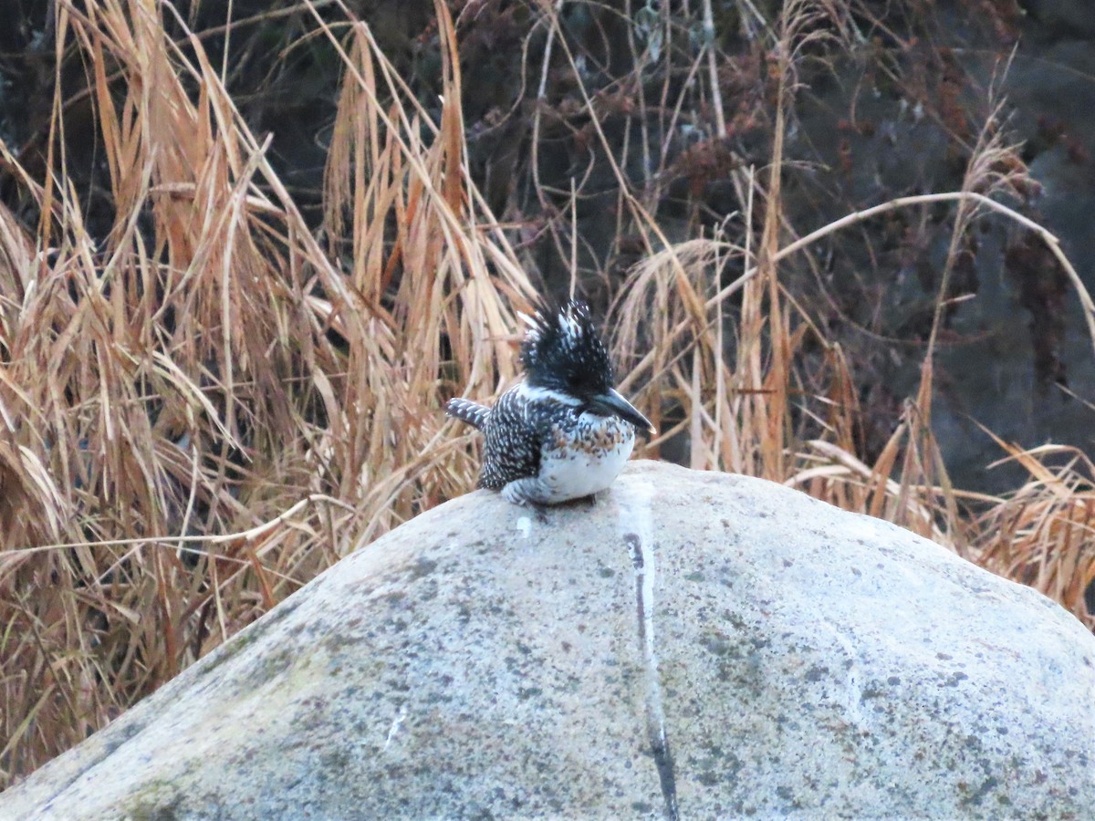 Crested Kingfisher - Chunhong LIU