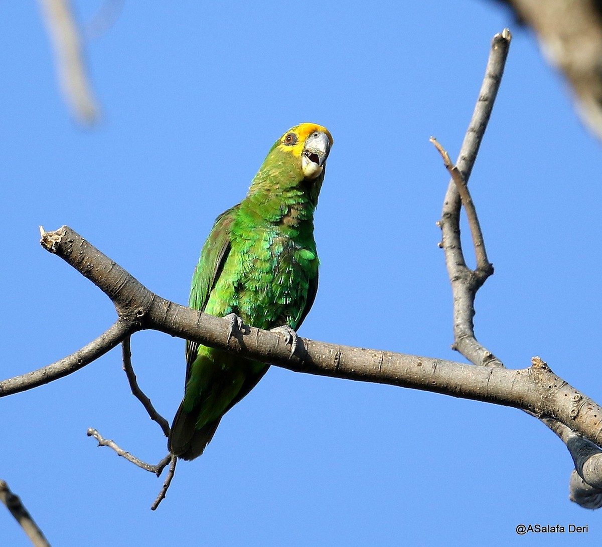 Yellow-fronted Parrot - Fanis Theofanopoulos (ASalafa Deri)