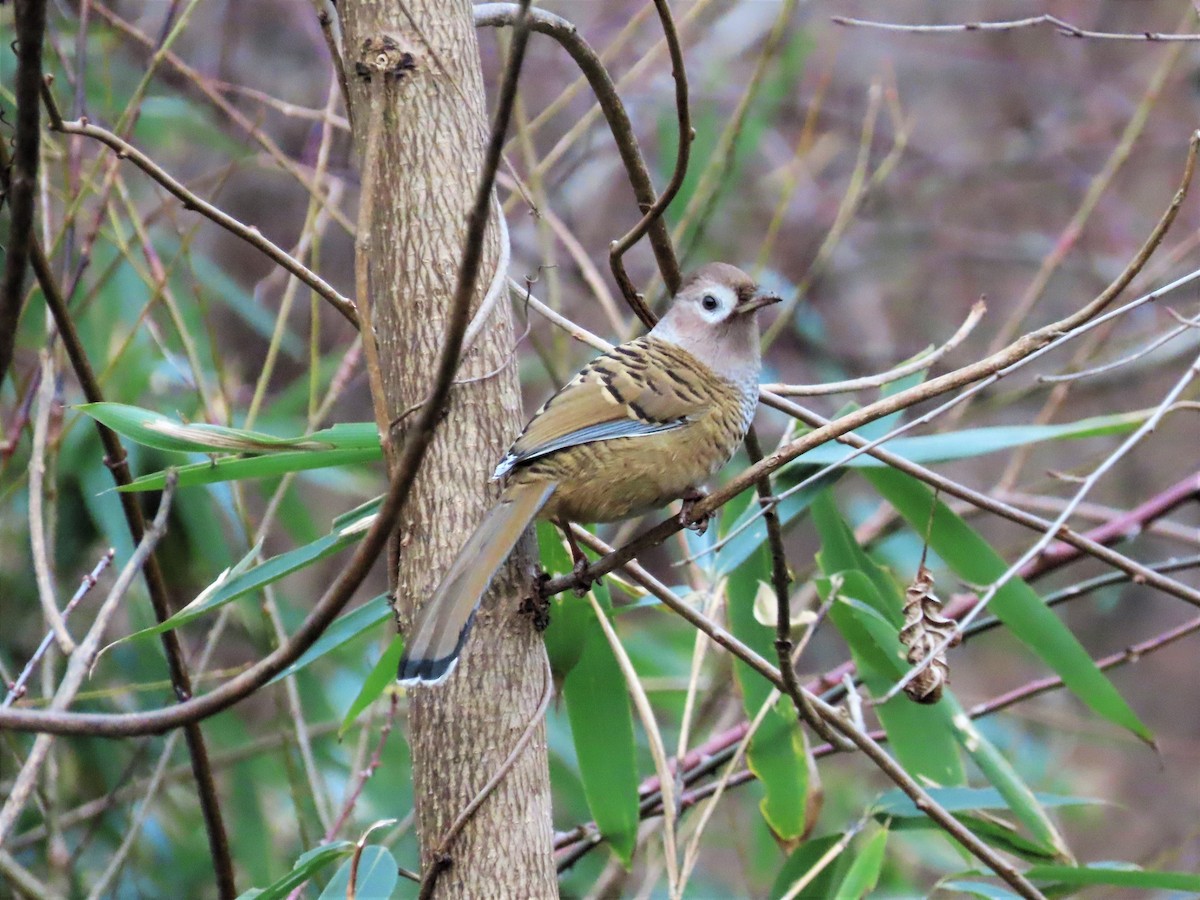 Barred Laughingthrush - ML200760011