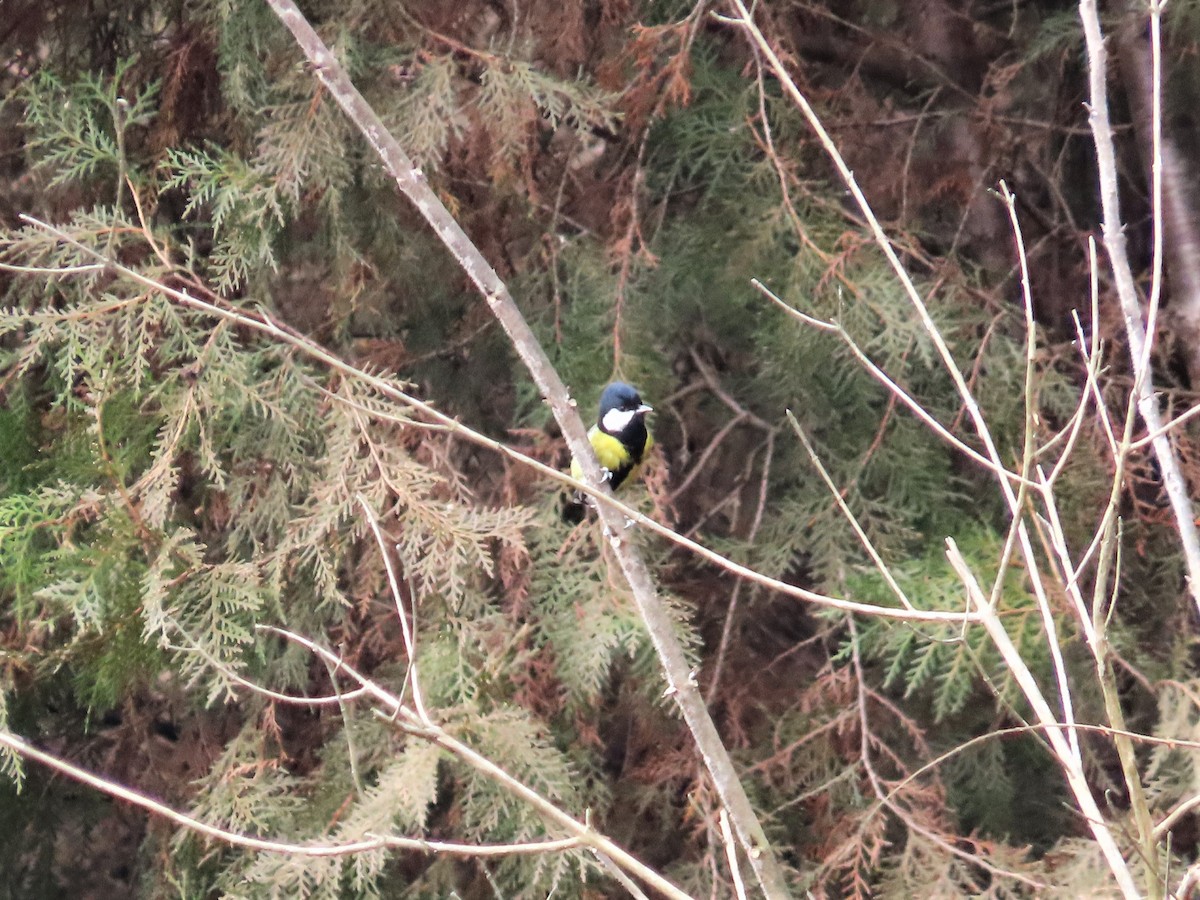 Green-backed Tit - ML200760651