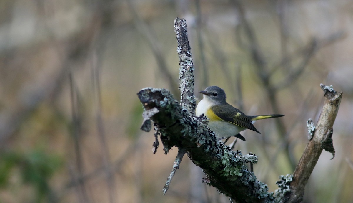 American Redstart - ML20076281