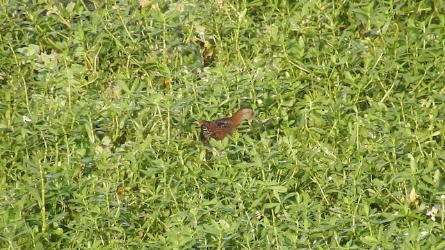 Baillon's Crake - ML200762871