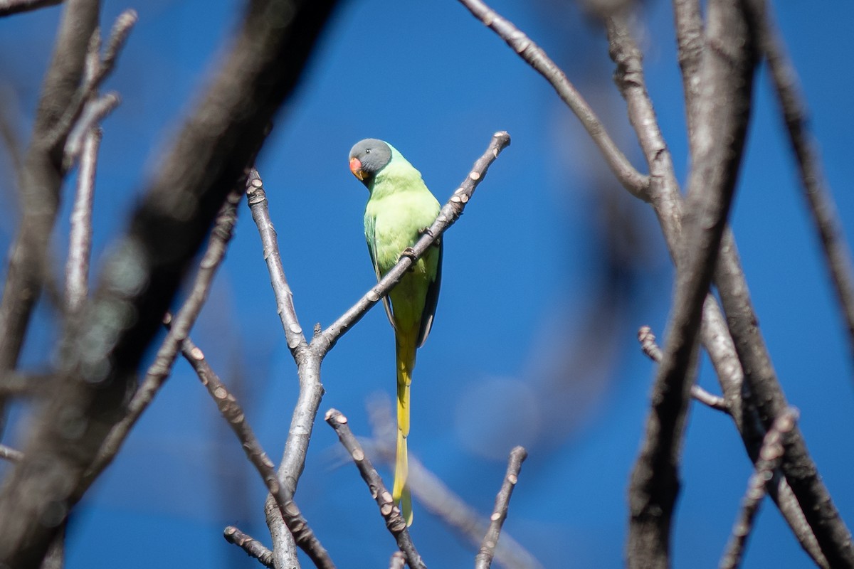 Slaty-headed Parakeet - Charles Thomas