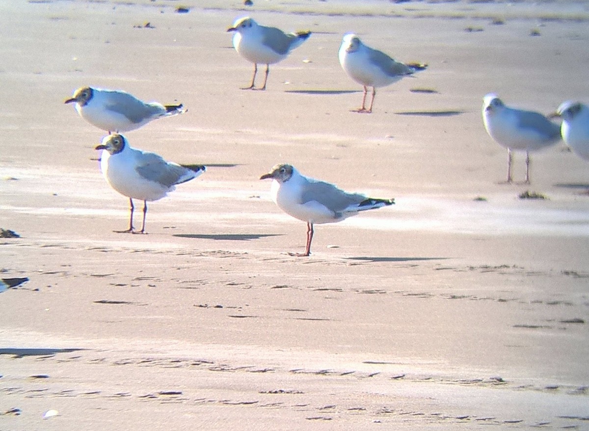 Brown-hooded Gull - ML200763271