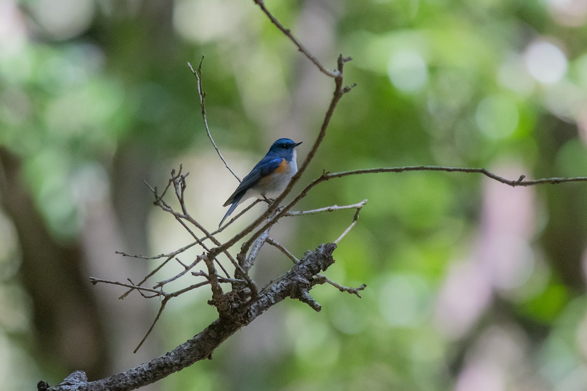 Himalayan Bluetail - ML200763281