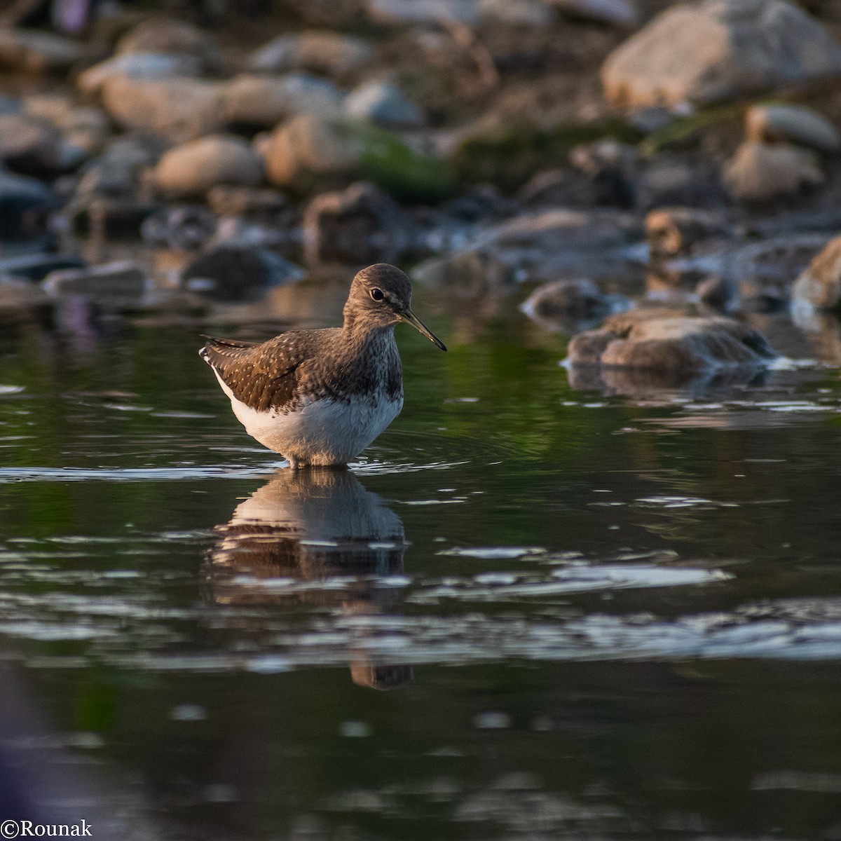 Green Sandpiper - ML200764181