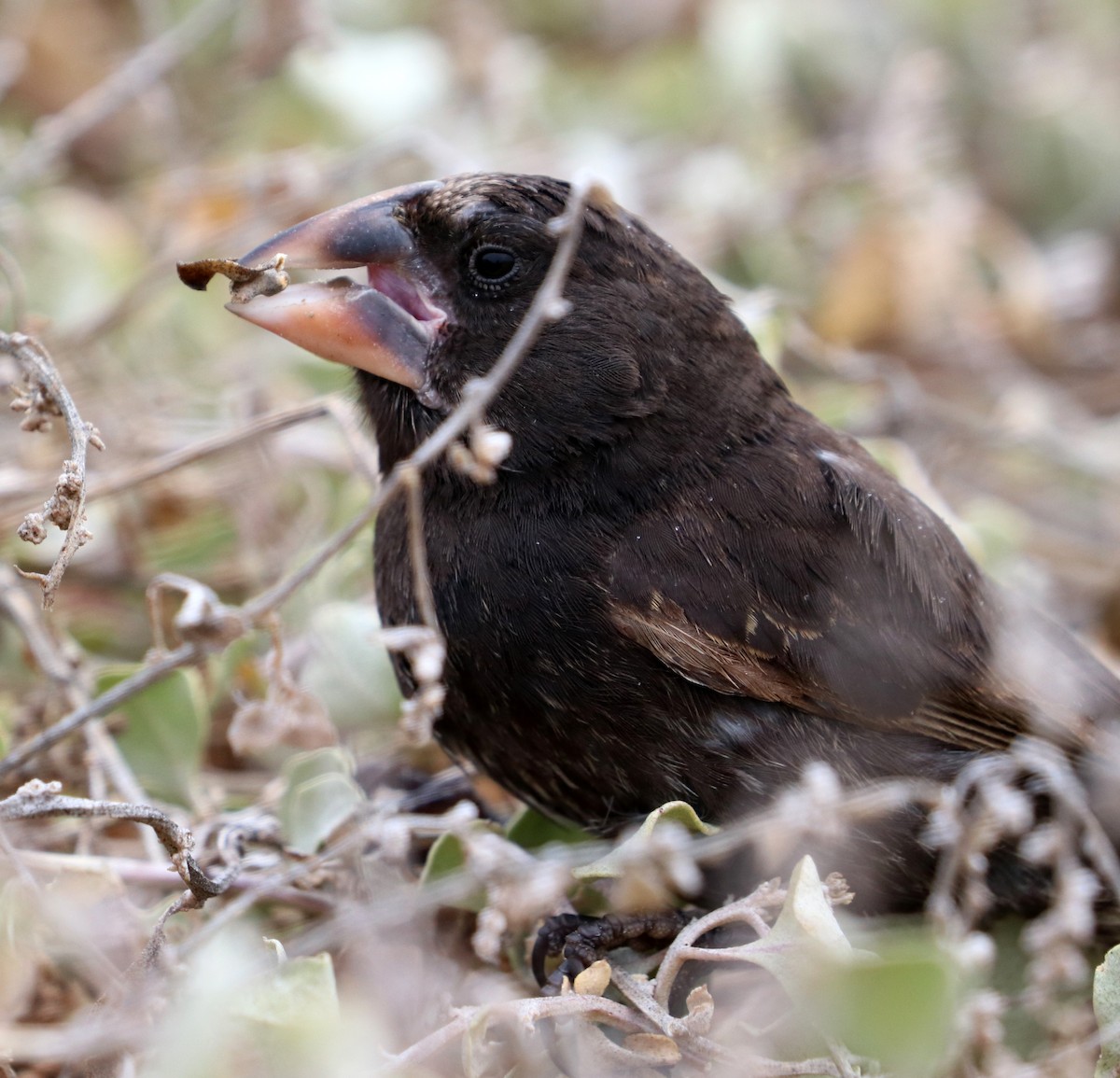 Española Ground-Finch - Jason Wilder