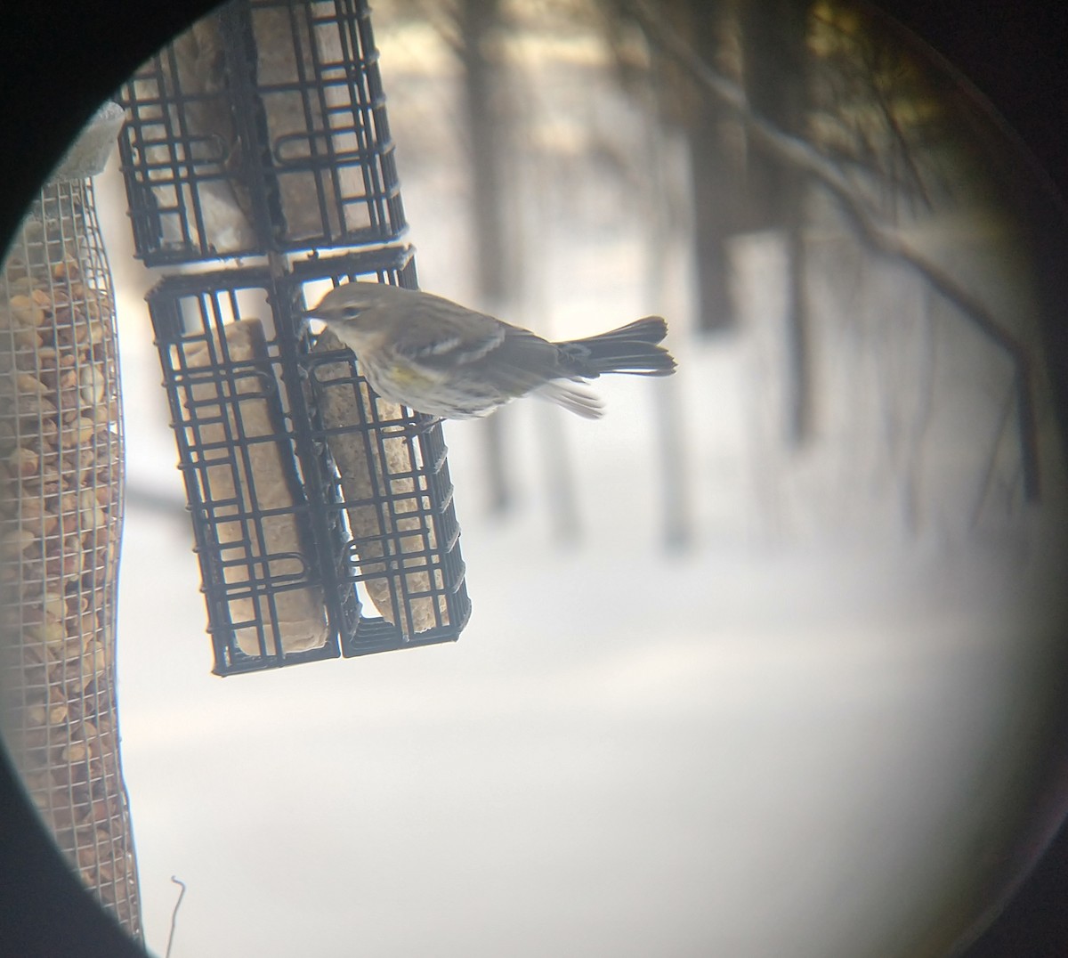 Yellow-rumped Warbler - ML200766421