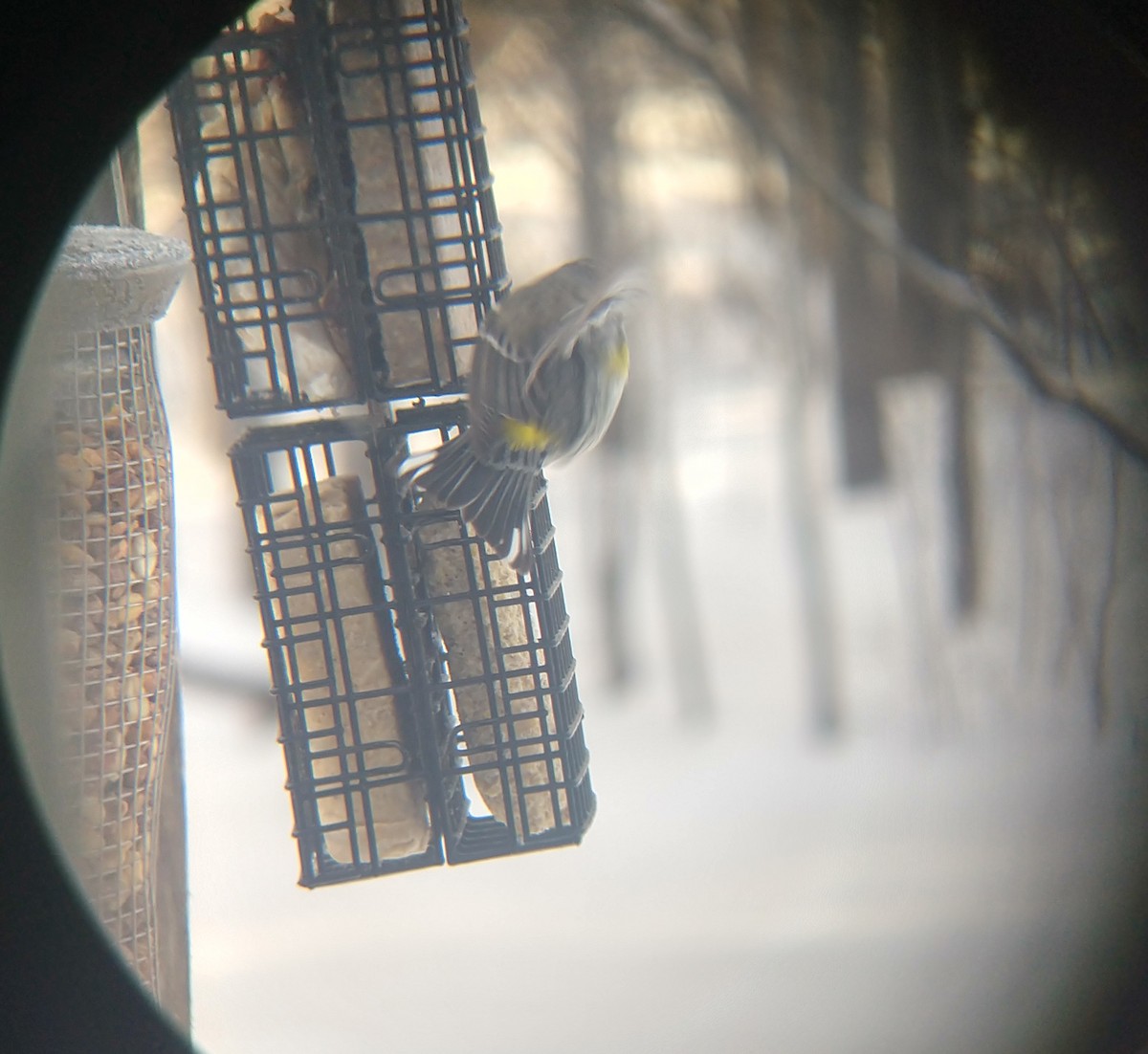 Yellow-rumped Warbler - ML200766431