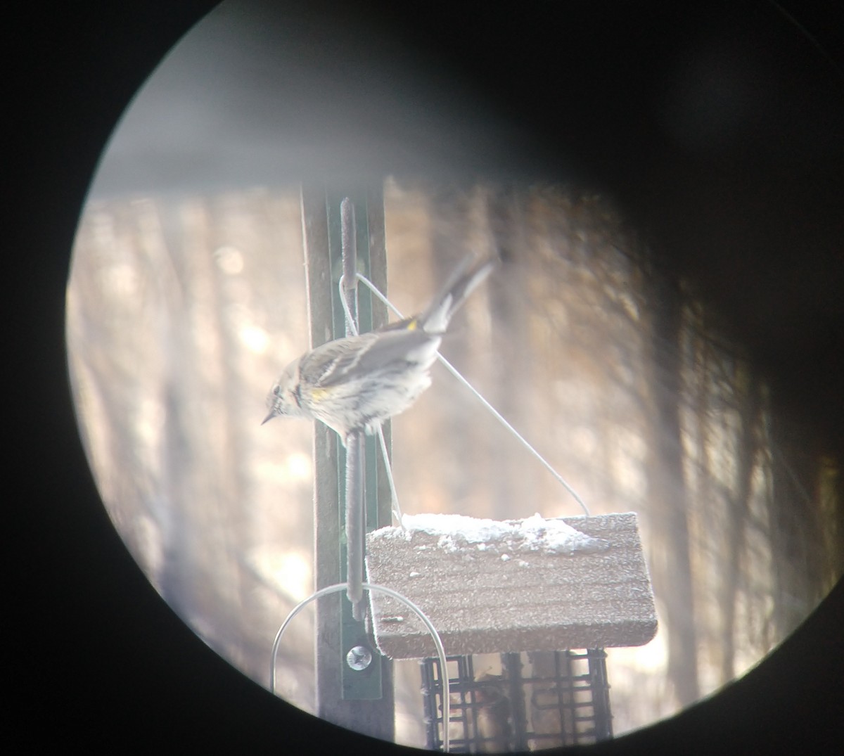 Yellow-rumped Warbler - ML200766441