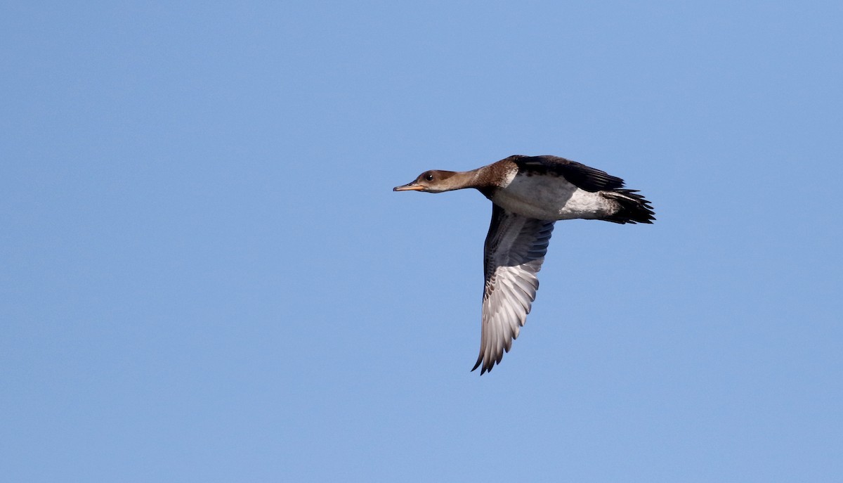 Hooded Merganser - Jay McGowan