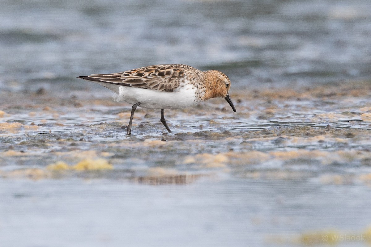 Red-necked Stint - Wayne Sladek