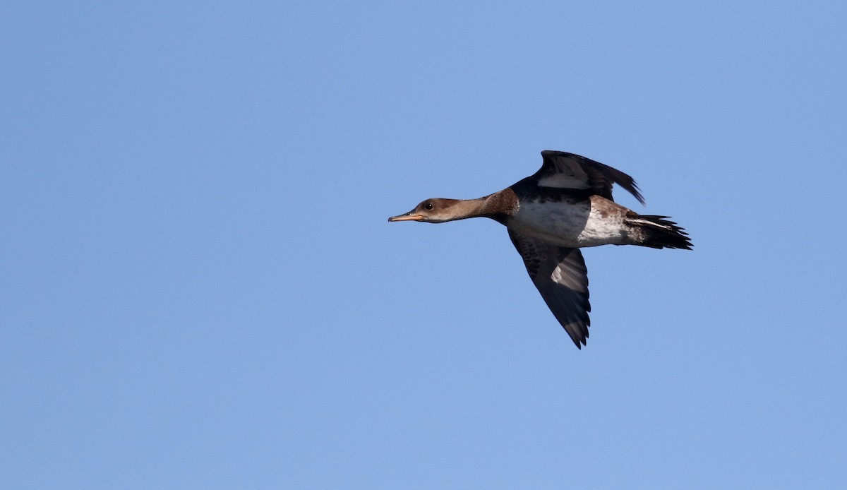 Hooded Merganser - ML20076661