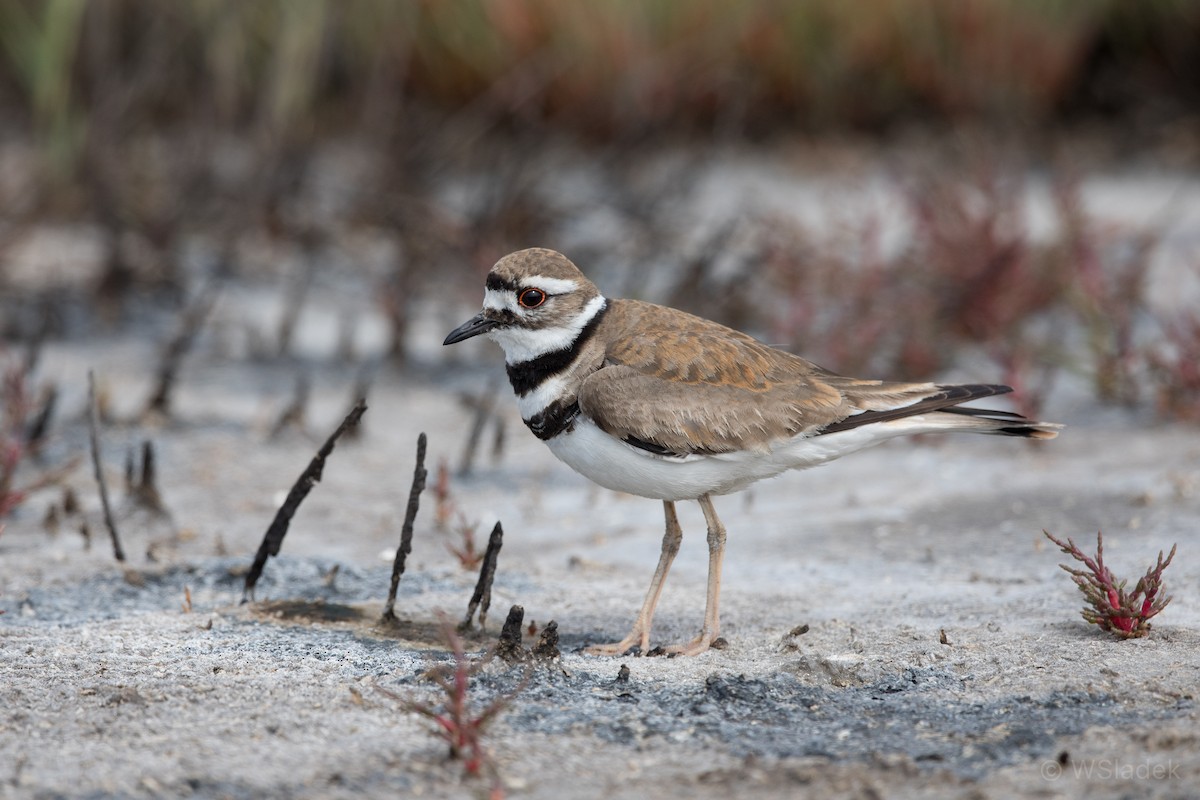 Killdeer - ML200766851