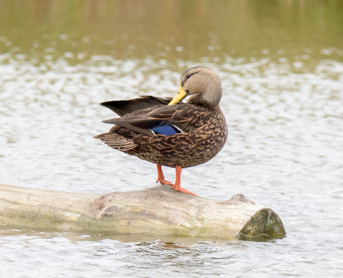 Mexican Duck - ML200766921