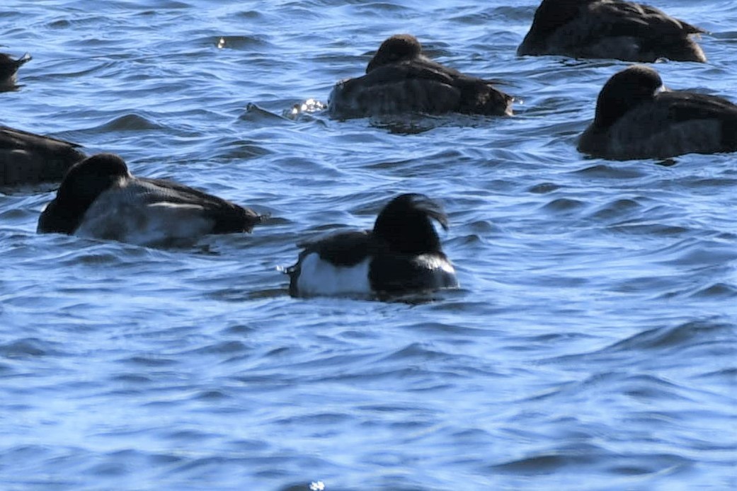 Tufted Duck - Tim Metcalf