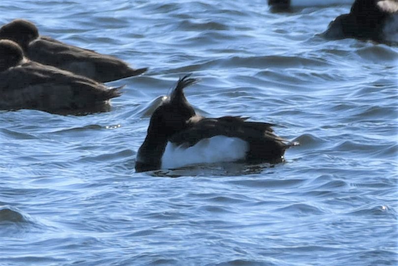 Tufted Duck - Tim Metcalf