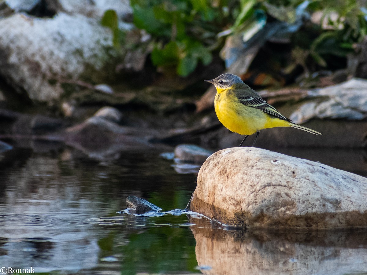 Western Yellow Wagtail - Rounak Patra