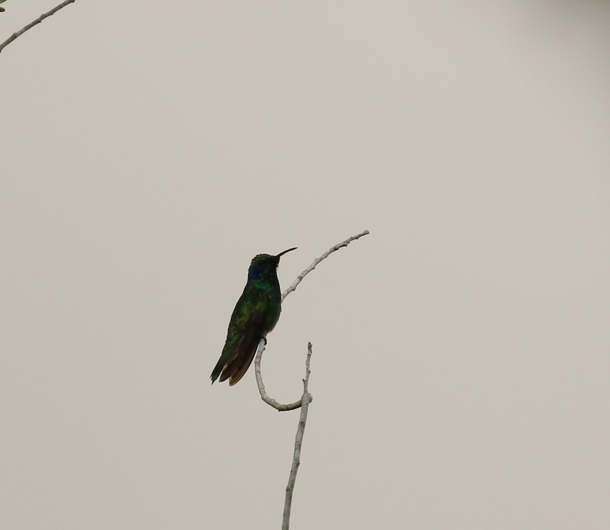kolibřík zelený - ML200768121