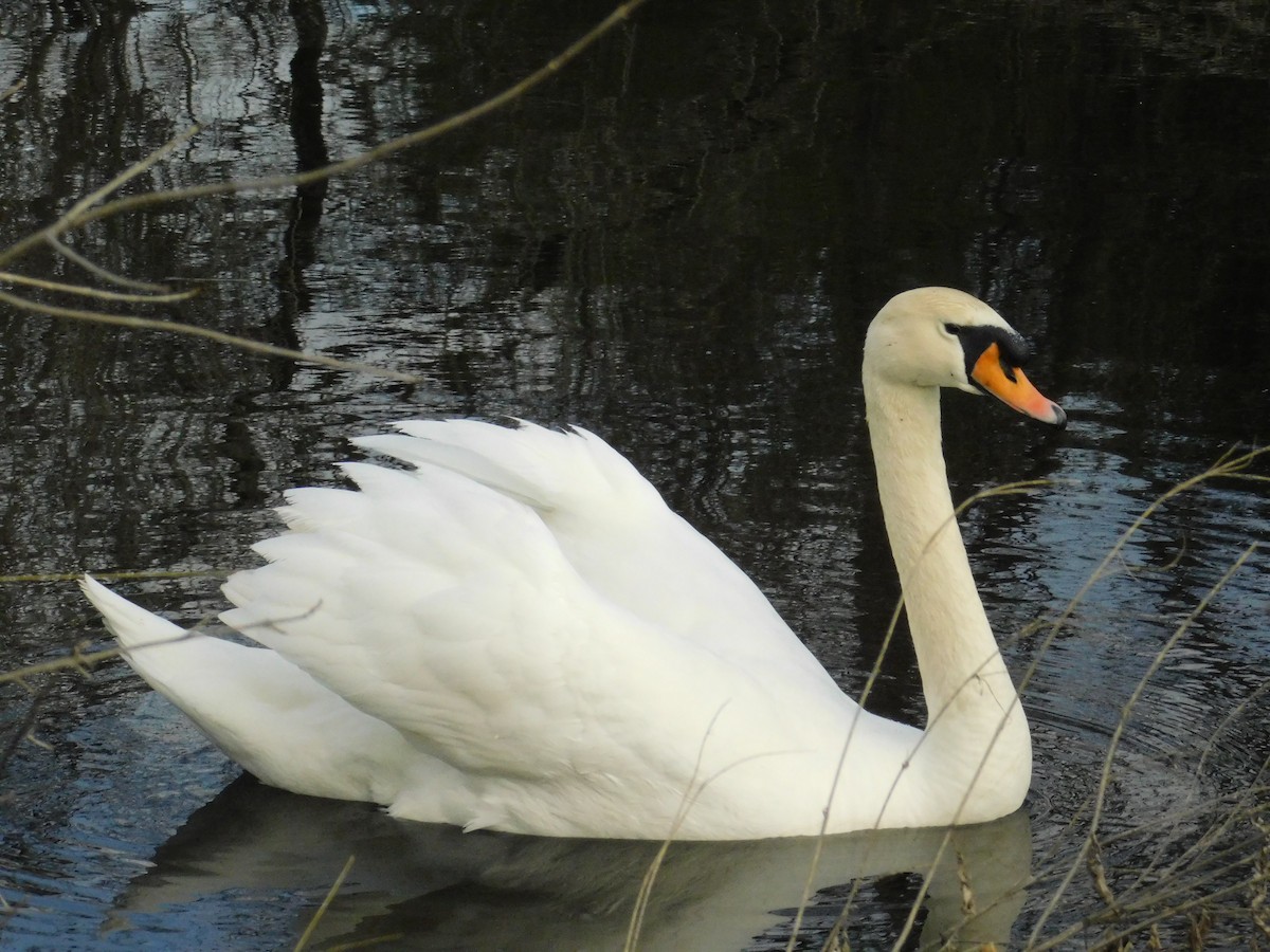 Mute Swan - Ezekiel Dobson