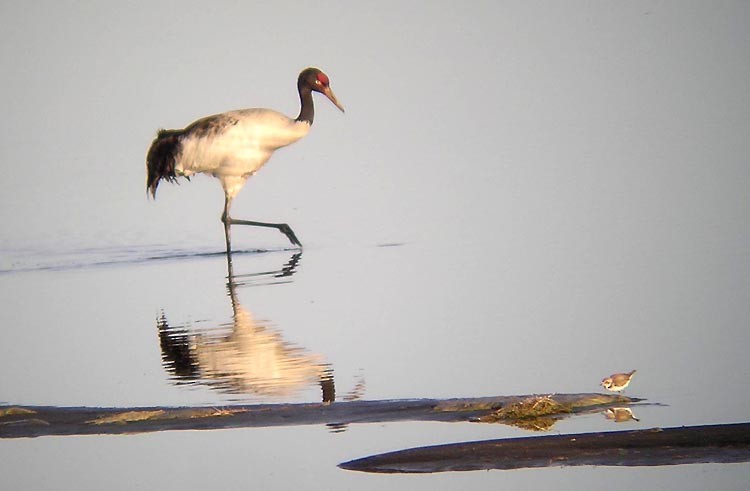 Black-necked Crane - Don Roberson