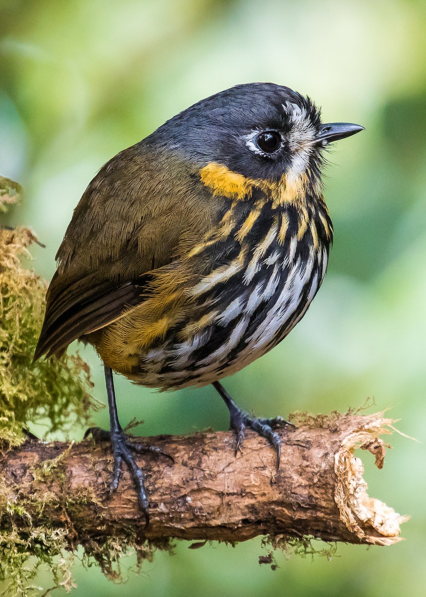 Crescent-faced Antpitta - David Monroy Rengifo