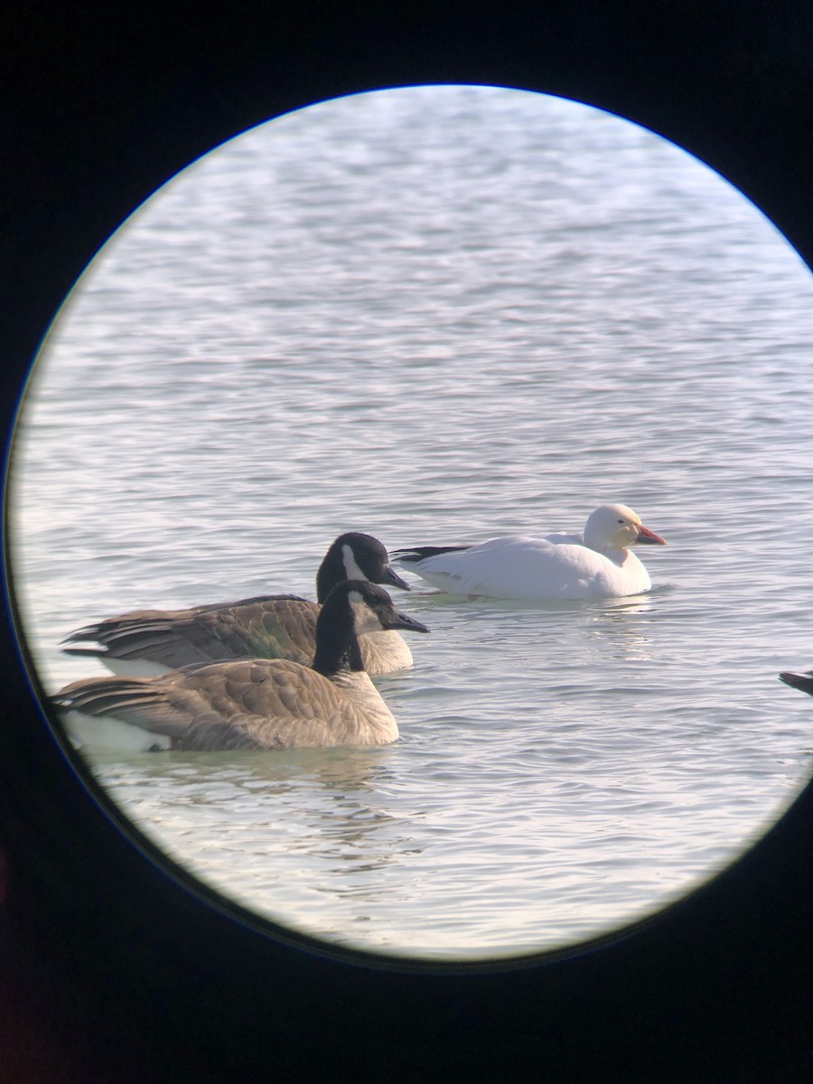 Snow Goose - Matt Salisbury