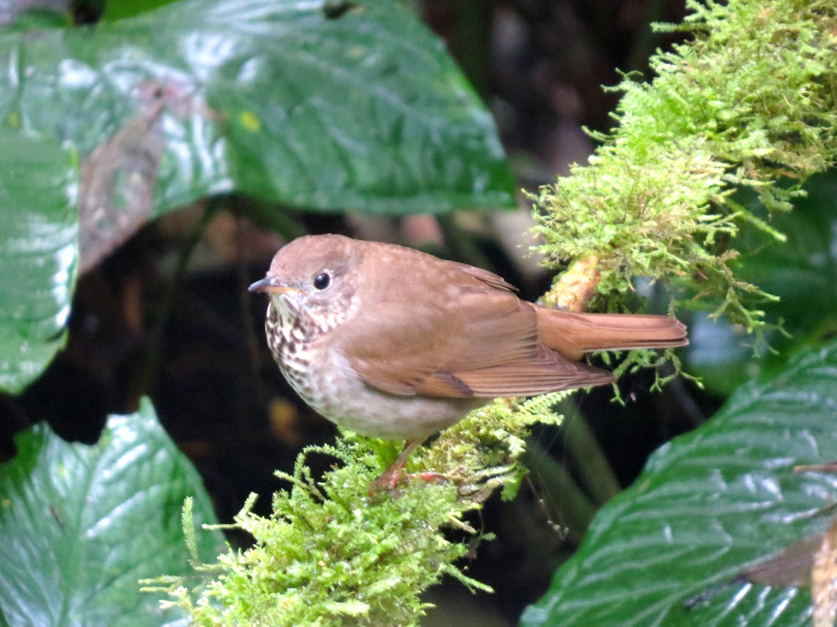 Gray-cheeked Thrush - ML200773031
