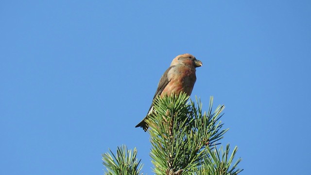 Parrot Crossbill - ML200774111