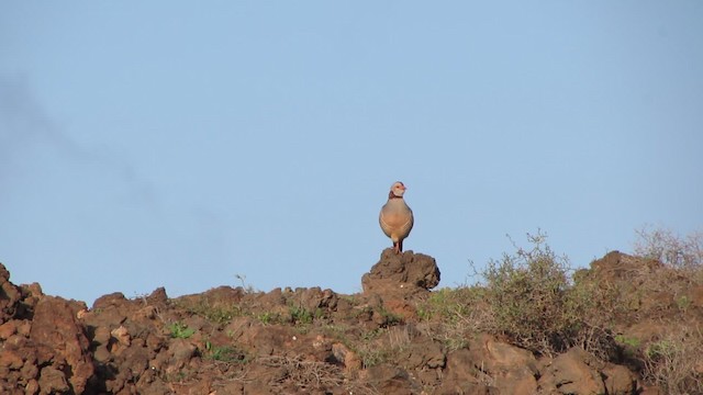 Perdrix gambra - ML200774391