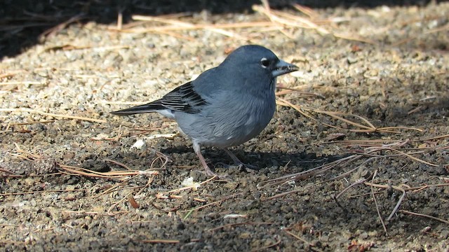 Tenerife Blue Chaffinch - ML200774461