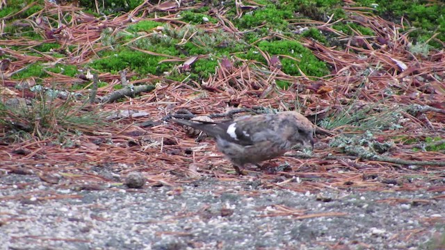 White-winged Crossbill - ML200774791